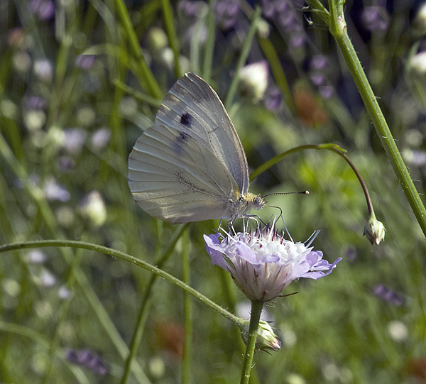 Pieris napi  Pieridae